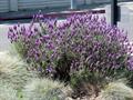 lavandula stoechas